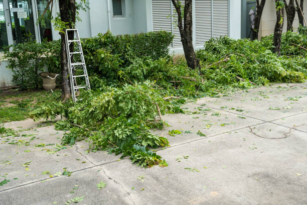 Tree Service Company in Riviera Beach, MD